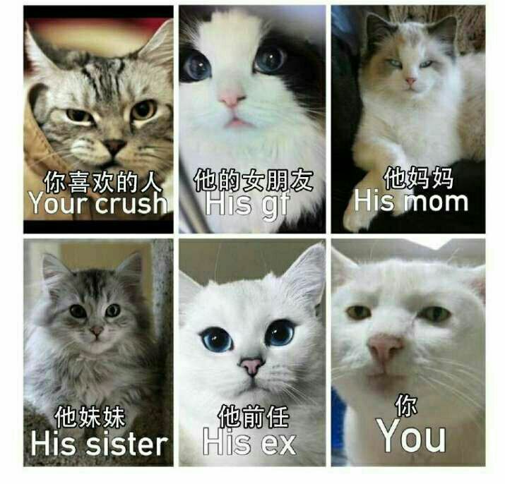 你喜欢的人(猫咪版),他的女朋友,他妈妈,他妹妹,他前任vs你